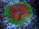 WYSIWYG Phymanthus crucifer (ehemals: Epicystis) 12
