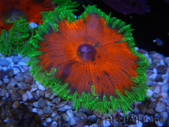 WYSIWYG Phymanthus crucifer (ehemals: Epicystis) 13