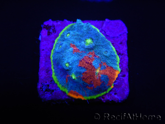 WYSIWYG - RAH Echinophyllia Blue Dream 21I6