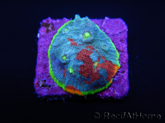  WYSIWYG - RAH Echinophyllia Blue Dream 5