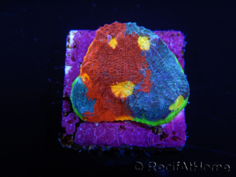 WYSIWYG - RAH Echinophyllia Blue Dream 21I6