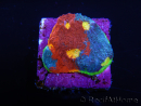 WYSIWYG - RAH Echinophyllia Blue Dream 21I6