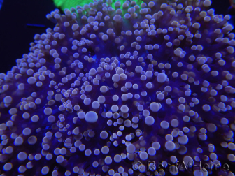 WYSIWYG Euphyllia divisa 8 (Scheletro 6 cm/Polpa 10 cm)