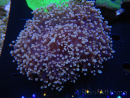 WYSIWYG Euphyllia divisa 8 (Skeleton 6 cm/Flesh 10 cm)