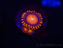 WYSIWYG - Zoanthus Orange Mandarin 2E9