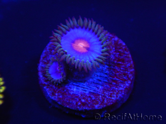 WYSIWYG - Zoanthus Blue Kisses 2S1