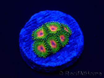 WYSIWYG - Zoanthus Awesome Blossom 30C5