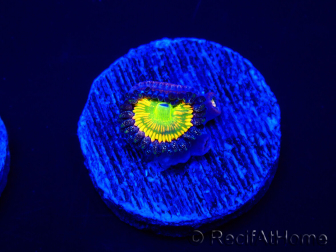 WYSIWYG - Zoanthus Sunny D 30G2