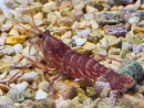 Lysmata kuekenthali