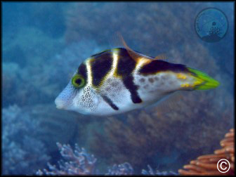 Canthigaster valentini