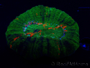 WYSIWYG Homophyllia australis (ehemals Scolymia) Double Head Warpaint 21 (5,5 cm)