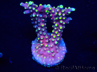 WYSIWYG RAH Acropora latistella Popsicle 5H4