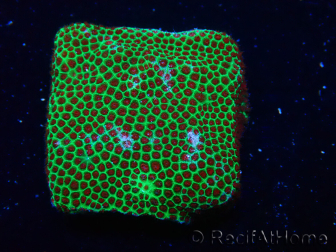 WYSIWYG RAH Red Eye Porites 12C4
