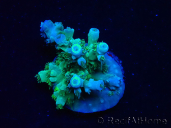 WYSIWYG RAH Acropora tenuis Plutonio 5A4