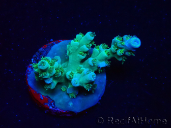 WYSIWYG RAH Acropora tenuis Plutonium 5A4