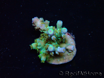 WYSIWYG RAH Acropora tenuis Plutonio 5A4