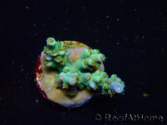 WYSIWYG RAH Acropora tenuis Plutonio 5A4