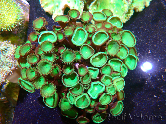 WWC Nirvana Palys F3