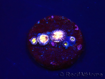 WYSIWYG - RAH Zoanthus Implosion 40J6