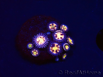 WYSIWYG - RAH Zoanthus Implosion 40J7
