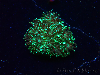 WYSIWYG - RAH Galaxea fascicularis Fireworks 5