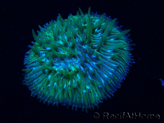 WYSIWYG Cycloseris sp Green 8 (3 cm)
