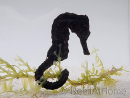 Ippocampo Reidi giallo cavalluccio marino Allevamento MERS 5-7 cm