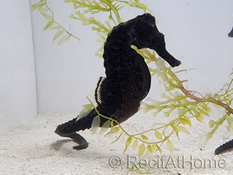 Hippocampus ReidiMale hyppocampe de mer Elevage 7 cm