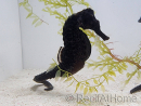 Hippocampus ReidiMale hyppocampe de mer Elevage 7 cm