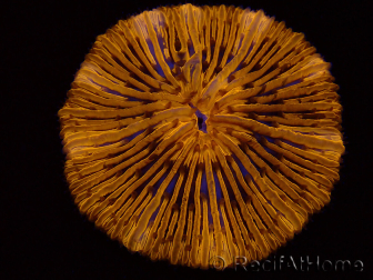 WYSIWYG Cycloseris sp Ultra Neon Orange 9 (5.5 cm)