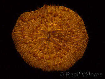 WYSIWYG Cycloseris sp Ultra Neon Orange 28 (5.5 cm)