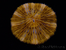 WYSIWYG Cycloseris sp Ultra Neon Orange 27 (6 cm)
