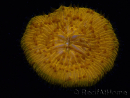 WYSIWYG Cycloseris sp Ultra Neon Orange/Blue Markings 3 (4.5 cm)
