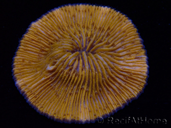 WYSIWYG Cycloseris sp Ultra Neon Orange/ Blue Tips 2 (4 cm)