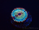 WYSIWYG - Zoanthus Seduction 30J3