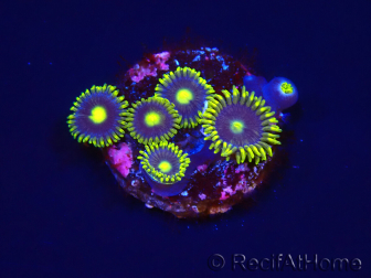 WYSIWYG - Zoanthus Blue Daisy 2S6