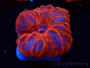 WYSIWYG Cynarina lacrymalis Ultra Red 1 (Scheletro 5,5 cm)