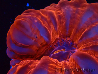 WYSIWYG Cynarina lacrymalis Ultra Red 1 (Scheletro 5,5 cm)