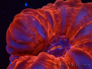 WYSIWYG Cynarina lacrymalis Ultra Red 1 (Scheletro 5,5 cm)