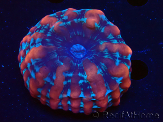 WYSIWYG Cynarina macassarensis 11 (anteriormente Indophyllia) (Esqueleto 6 cm/Carne Abierta 15 cm)