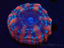 WYSIWYG Cynarina macassarensis 11 (anteriormente Indophyllia) (Esqueleto 6 cm/Carne Abierta 15 cm)