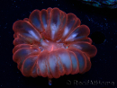 WYSIWYG Cynarina lacrymalis Ultra Rot 1 (Skelett 5 cm/geöffnet 6 cm)