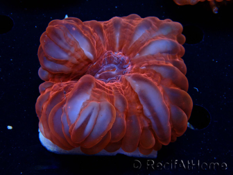 WYSIWYG Cynarina lacrymalis Ultra Red 1 (Scheletro 5,5 cm)