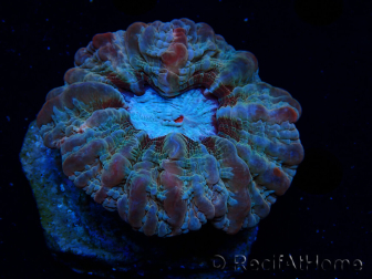 WYSIWYG Cynarina macassarensis 10 (formerly Indophyllia) (Skeleton 5 cm / Open Flesh 13 cm)