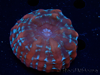 WYSIWYG Cynarina macassarensis 11 (anteriormente Indophyllia) (Esqueleto 6 cm/Carne Abierta 15 cm)