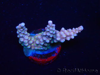 WYSIWYG RAH Acropora donei Merlin's Stab 5M1