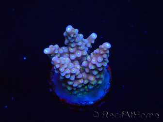 WYSIWYG RAH Acropora donei Bastón de Merlín 5M2