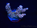 WYSIWYG RAH Acropora donei Merlin's Staff 5M1