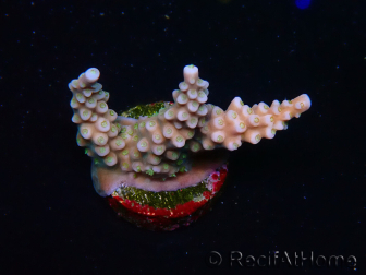 WYSIWYG RAH Acropora donei Merlin's Stab 5M1