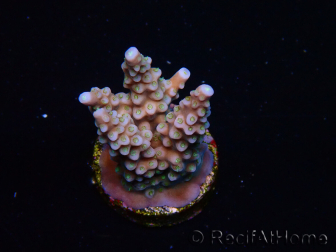 WYSIWYG RAH Acropora donei Merlin's Stab 5M2